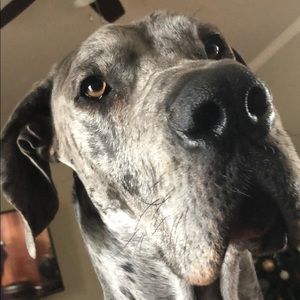 Meet your Posher, Dillon